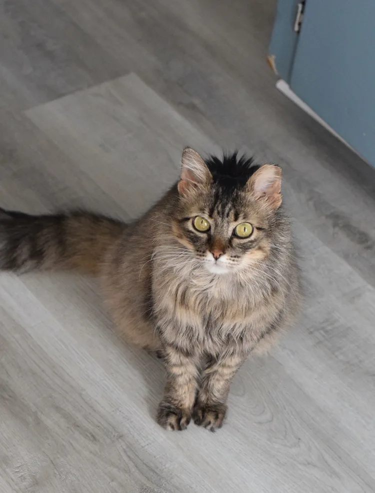 baking helper